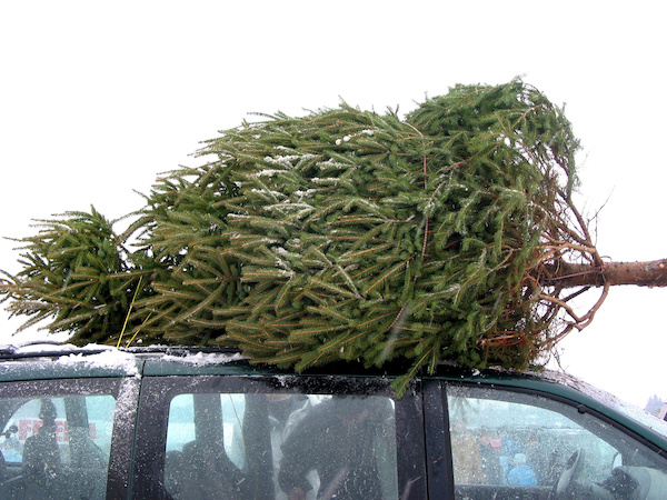 How to Safely Transport a Real Christmas Tree